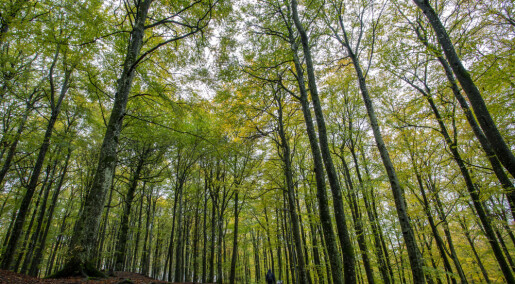 Trær som vokser fort har kortere levetid, det kan gjøre at skogen lagrer mindre karbon