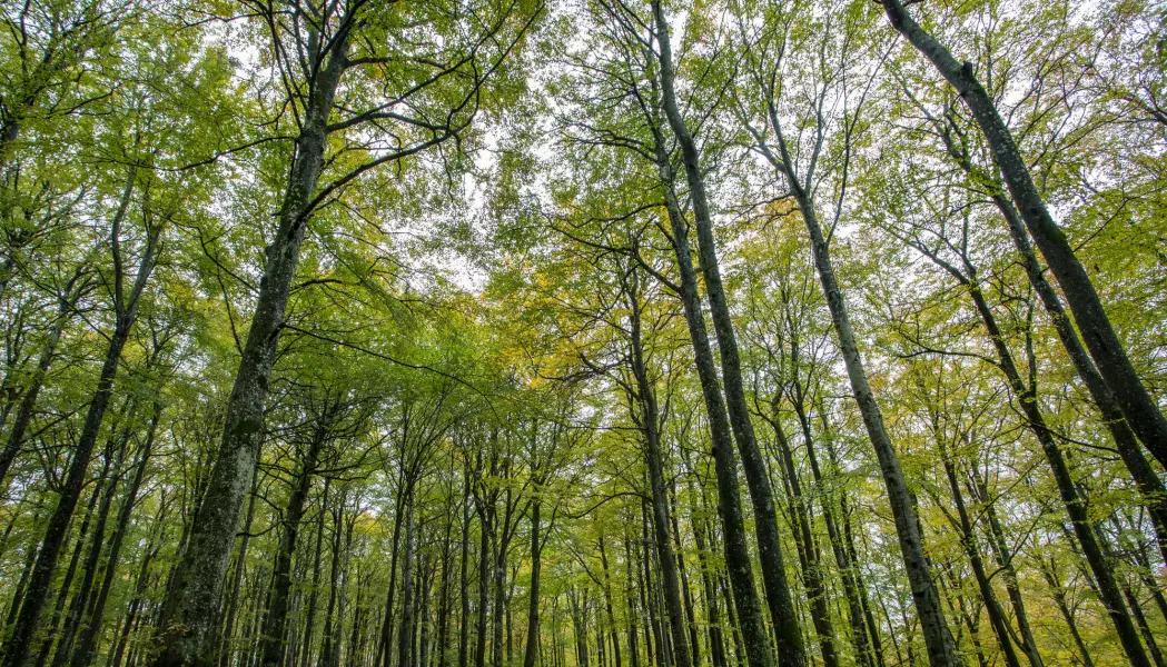 Skogene er verdens grønne lunger. En ny, internasjonal studie viser at de eldre trærne er viktigere enn de unge når det kommer til lungekapasiteten.