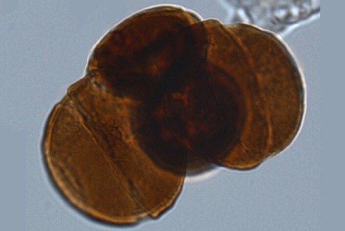 Genetisk mutert pollenkorn frå 200 millionar år gammalt bartre. (Foto: Wofram M. Küschner, Universitetet i Oslo) Genetisk mutert pollenkorn frå 200 millionar år gammalt bartre. (Foto: Wofram M. Küschner, Universitetet i Oslo)