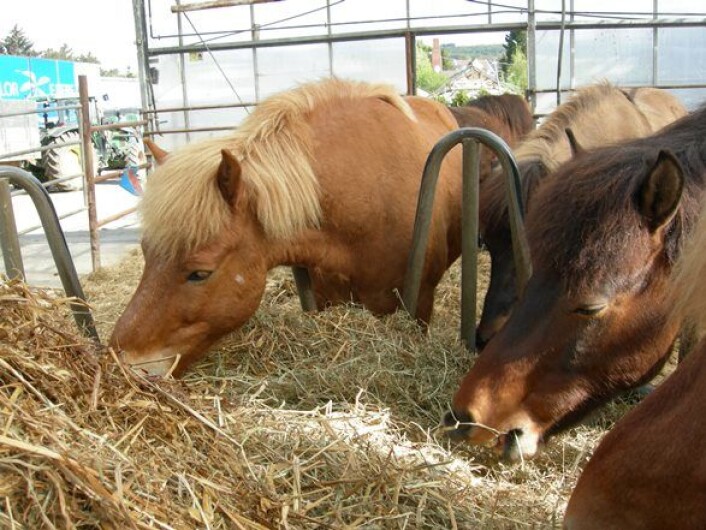 Høyensilasje har blitt et populært fôr til hest. (Foto: Astrid Johansen) Høyensilasje har blitt et populært fôr til hest. (Foto: Astrid Johansen)