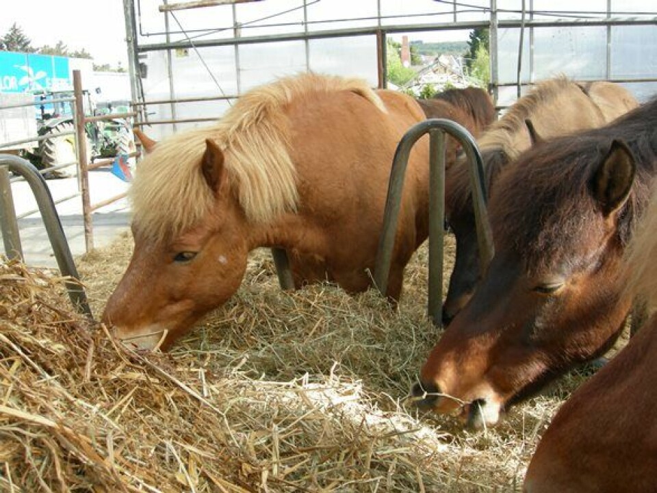 Høyensilasje har blitt et populært fôr til hest. (Foto: Astrid Johansen)