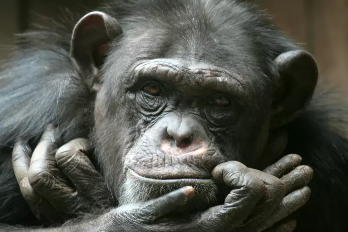 Denne karen ville det antagelig være en dårlig DJ. Forsøk viser nemlig at aper ikke har noe imot dissonante toner som for oss mennesker lyder helt forferdelig. (Foto: Carl Olav, Microstock)
