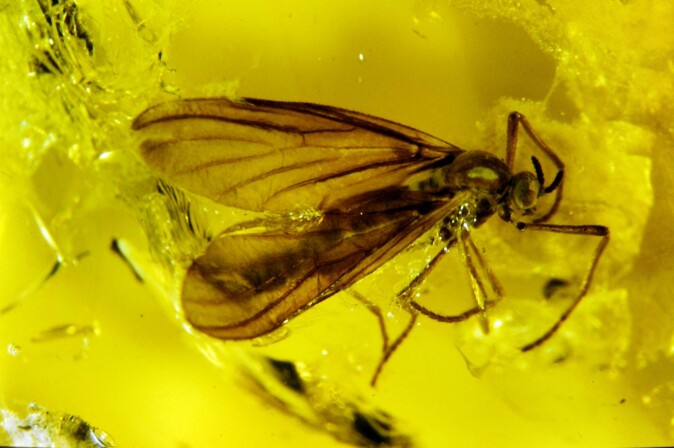 Et rundt 40 millioner år gammelt fossil fra Baltisk rav, et område rundt Østersjøen. Et rundt 40 millioner år gammelt fossil fra Baltisk rav, et område rundt Østersjøen.