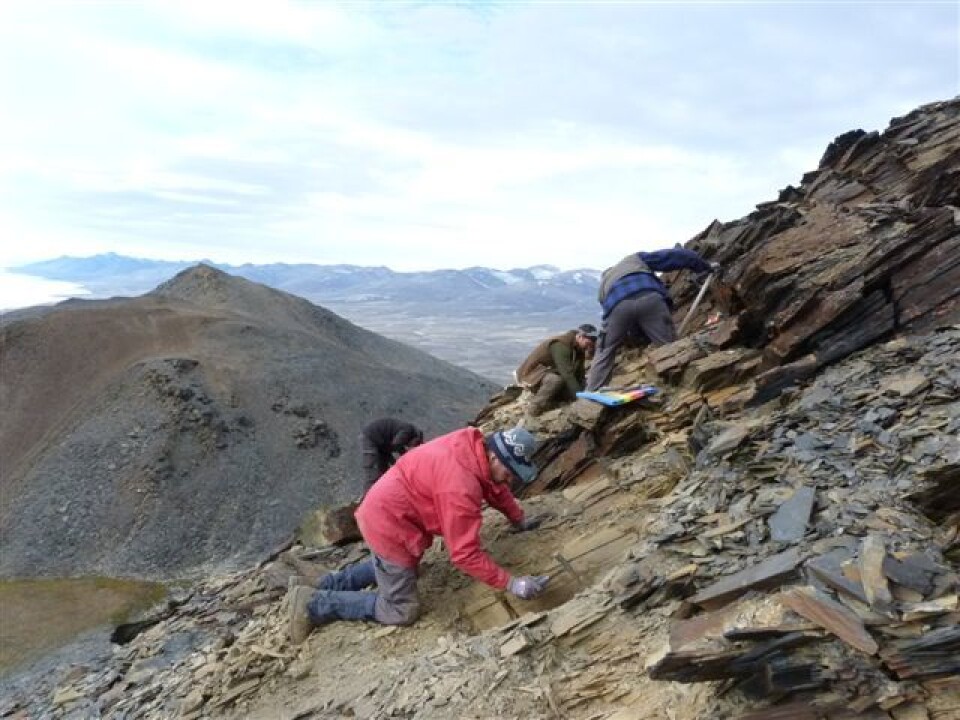 Emma Hammarlunds kollegaer i full sving med å rense stein for å komme ned til kilden av fossillaget. Fra venstre paleontologene Jan Audun Rasmussen, Arne Torshöj Nielsen, Jakob Wallöe Hansen og Martin Stein. (Foto: Emma Hammarlund)
