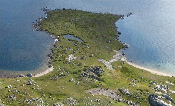 Sumtangen med ruinene av de to steinbuene fra 1200-tallet. Under den grønne grastorva omkring dem ligger nærmere 50 kubikkmeter med reinsdyrbein. Fangsten foregikk i vannet utenfor tangen. (Foto: S. Indrelid, Universitetsmuseet i Bergen) Sumtangen med ruinene av de to steinbuene fra 1200-tallet. Under den grønne grastorva omkring dem ligger nærmere 50 kubikkmeter med reinsdyrbein. Fangsten foregikk i vannet utenfor tangen. (Foto: S. Indrelid, Universitetsmuseet i Bergen)