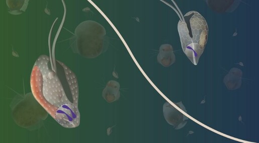 Disse bitte små algene kan klare både aseksuell og seksuell formering