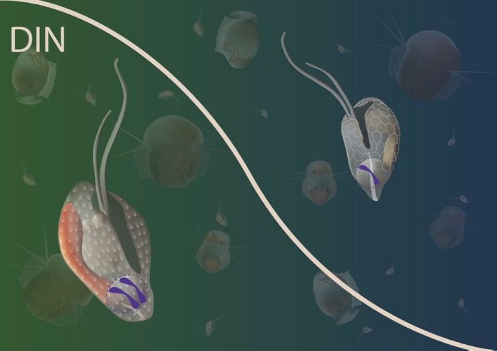 Illustrasjonen viser deler av næringskjeden i havet. Cellene i forgrunnen representerer Teleaulax amphioxeia med to sett kromosomer til venstre og med ett sett til høyre. Illustrasjonen viser deler av næringskjeden i havet. Cellene i forgrunnen representerer Teleaulax amphioxeia med to sett kromosomer til venstre og med ett sett til høyre.