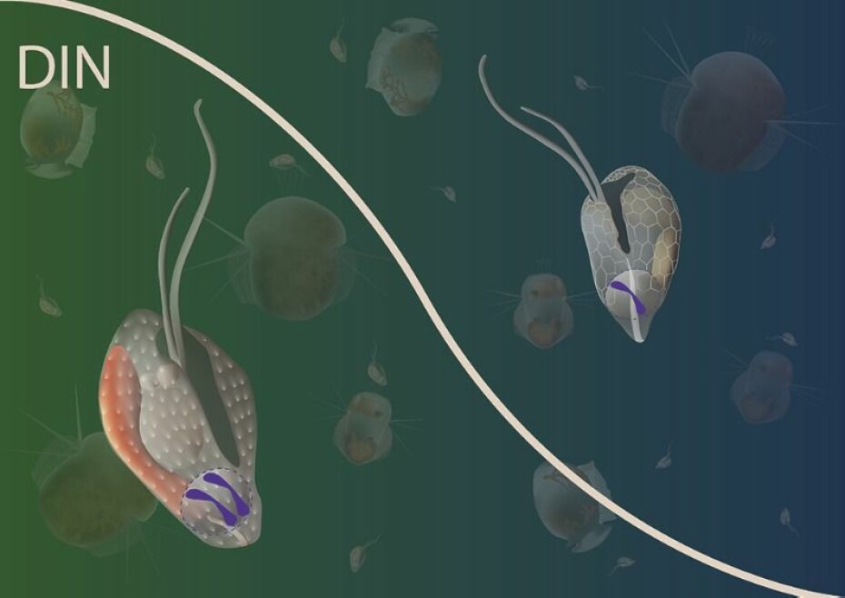 Illustrasjonen viser deler av næringskjeden i havet. Cellene i forgrunnen representerer Teleaulax amphioxeia med to sett kromosomer til venstre og med ett sett til høyre.