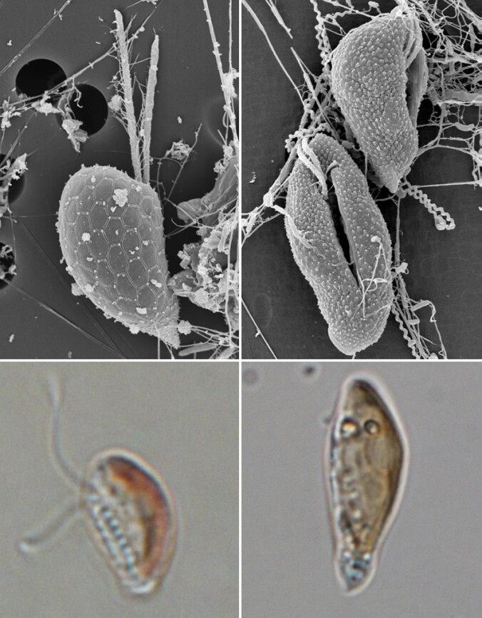 De bittesmå, encellede algene viser seg å ha et mer avansert reproduksjonsmønster enn forskerne tidligere har visst. De bittesmå, encellede algene viser seg å ha et mer avansert reproduksjonsmønster enn forskerne tidligere har visst.