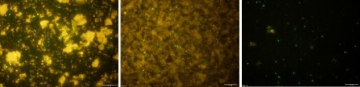 De tre bildene viser bakterier og annet materiale fra to meter under havbunnen i Lillebælt. Fotografiene stammer fra et såkalt fluorescensmikroskop, og bakteriecellenes DNA er farget med et grønt fargestoff. Fra venstre materialet uten behandling, mens det andre bildet viser celleekstraksjon ved ultralydbehandling. På det siste bildet ser vi materialet etter behandling med flussyre. Den hvite streken i høyre hjørne viser 1 mikrometer (0,001 millimeter). (Foto: Nan.Xiao@IODP) De tre bildene viser bakterier og annet materiale fra to meter under havbunnen i Lillebælt. Fotografiene stammer fra et såkalt fluorescensmikroskop, og bakteriecellenes DNA er farget med et grønt fargestoff. Fra venstre materialet uten behandling, mens det andre bildet viser celleekstraksjon ved ultralydbehandling. På det siste bildet ser vi materialet etter behandling med flussyre. Den hvite streken i høyre hjørne viser 1 mikrometer (0,001 millimeter). (Foto: Nan.Xiao@IODP)