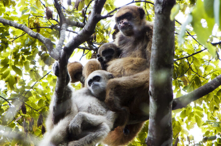 En muriqui-mor sammen med et av sine spedbarn - og en av sine unge sønner. Mødrenes blotte tilstedeværelse bidrar til at unge hanner finner hunner som ikke er i nær slekt, til rett tidspunkt. Motiv fra Brasil, 2011. (Foto: Carla B. Possamai/University of Wisconsin-Madison) En muriqui-mor sammen med et av sine spedbarn - og en av sine unge sønner. Mødrenes blotte tilstedeværelse bidrar til at unge hanner finner hunner som ikke er i nær slekt, til rett tidspunkt. Motiv fra Brasil, 2011. (Foto: Carla B. Possamai/University of Wisconsin-Madison)