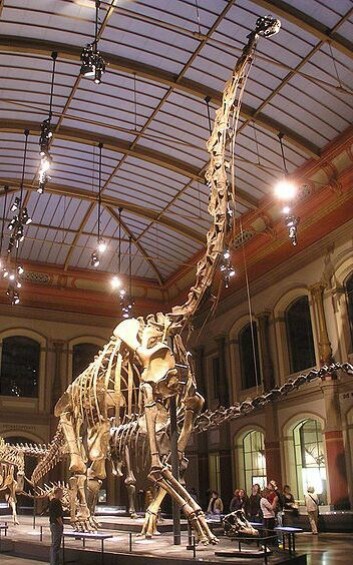 Det er denne dinosauren, en sauropod av arten Giraffatitan brancai på Berlin Museum für Naturkunde, som nå har fått redusert vekta si med over halvparten. (Foto: Axel Mauruszat/Wikimedia Creative Commons)