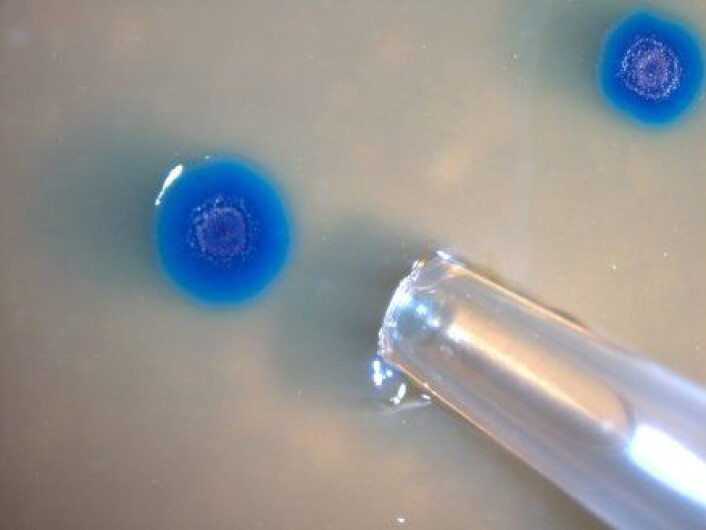 "Bakteriekultur av transformerte Mycoplasma mycoides-bakterier." "Bakteriekultur av transformerte Mycoplasma mycoides-bakterier."