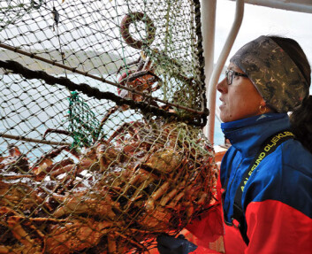 Både her til lands og i verden ellers er kongekrabbe den eneste introduserte arten som fanges kommersielt. Forsker Ann-Merete Hjelset har konstatert at krabben blir mindre fruktbar. (Foto: Gunnar Sætra) Både her til lands og i verden ellers er kongekrabbe den eneste introduserte arten som fanges kommersielt. Forsker Ann-Merete Hjelset har konstatert at krabben blir mindre fruktbar. (Foto: Gunnar Sætra)