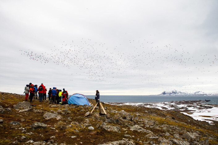 På det meste kan det fly over en million fugler rundt kolonien ved Hornsund. (Foto: Espen Bergersen) På det meste kan det fly over en million fugler rundt kolonien ved Hornsund. (Foto: Espen Bergersen)