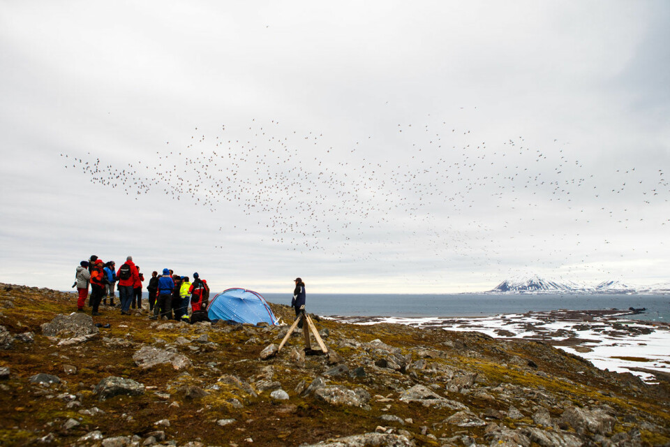 På det meste kan det fly over en million fugler rundt kolonien ved Hornsund. (Foto: Espen Bergersen)