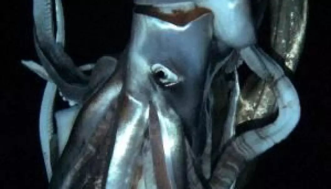 Video av kjempeblekksprut ikke bare sensasjon