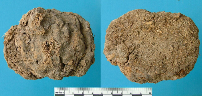 En koprolitt, forsteinet avføring, fra Hinds Cave i Texas, USA. Avføringen inneholdt fiber, og var tydeligvis ganske tyntflytende da den ble lagt. (Foto: University of Texas at Austin/TAMU Anthropology archives) En koprolitt, forsteinet avføring, fra Hinds Cave i Texas, USA. Avføringen inneholdt fiber, og var tydeligvis ganske tyntflytende da den ble lagt. (Foto: University of Texas at Austin/TAMU Anthropology archives)