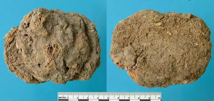 En koprolitt, forsteinet avføring, fra Hinds Cave i Texas, USA. Avføringen inneholdt fiber, og var tydeligvis ganske tyntflytende da den ble lagt. (Foto: University of Texas at Austin/TAMU Anthropology archives)