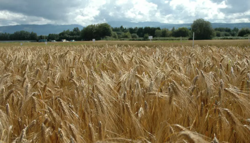 Kan vi produsere mer korn i Norge?