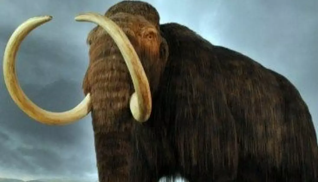 Klimaendringer ble mammutens undergang