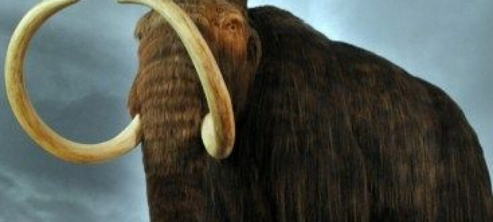 Ullhåret mammut slik det canadiske Royal BC Museum i Victoria presenterer den. (Illustrasjon: Wikimedia Commons)