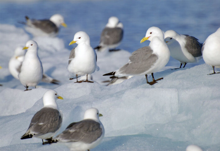 Livslengden hos krykkja kan bli påvirket av stress i hekketiden og hvor de flyr. (Foto: Norsk polarinstitutt) Livslengden hos krykkja kan bli påvirket av stress i hekketiden og hvor de flyr. (Foto: Norsk polarinstitutt)