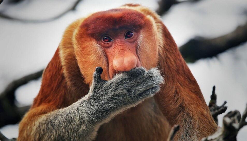 Denne rare apen med lang nese er en av artene som står i fare for å dø ut. Den kalles proboscis-ape. De siste 30 - 40 årene har antallet gått ned med over 70 prosent.