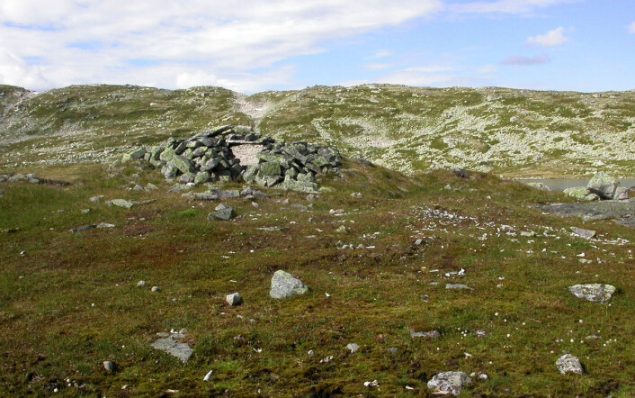 Ruinene av den ene steinbua på Sumtangen. Jordmassene under den tynne torva utenfor er tettpakket med reinsdyrbein i mer enn en halv meters dybde. (Foto: S. Indrelid, Universitetsmuseet i Bergen) Ruinene av den ene steinbua på Sumtangen. Jordmassene under den tynne torva utenfor er tettpakket med reinsdyrbein i mer enn en halv meters dybde. (Foto: S. Indrelid, Universitetsmuseet i Bergen)