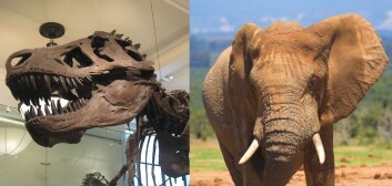 Hvem hadde vunnet kampen mellom en hannelefant og en Tyrannosaurus rex? Det får vi sannsynligvis aldri vite, men de nye beregningene gjør kanskje utfallet mindre åpenbart. (Foto: Eqdoktor/Wikimedia Creative Commons/Colourbox) Hvem hadde vunnet kampen mellom en hannelefant og en Tyrannosaurus rex? Det får vi sannsynligvis aldri vite, men de nye beregningene gjør kanskje utfallet mindre åpenbart. (Foto: Eqdoktor/Wikimedia Creative Commons/Colourbox)