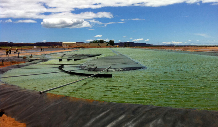 Fra algefarmen til firmaet Aurora algae i Karratha, Australia. (Foto: Aurora Algae) Fra algefarmen til firmaet Aurora algae i Karratha, Australia. (Foto: Aurora Algae)