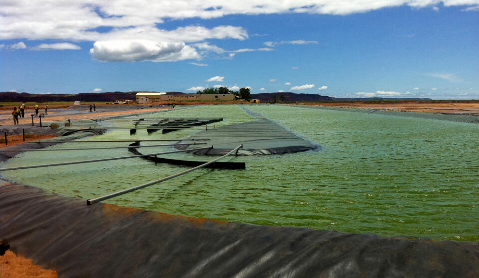 Fra algefarmen til firmaet Aurora algae i Karratha, Australia. (Foto: Aurora Algae)