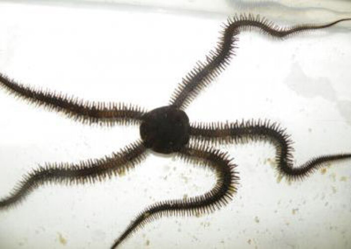 Biologistudenten Henry Astley brukte arten Ophiocoma echinata fra Karibia i studien. (Foto: Henry Astley/Brown University) Biologistudenten Henry Astley brukte arten Ophiocoma echinata fra Karibia i studien. (Foto: Henry Astley/Brown University)