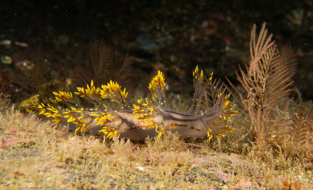 A new nudibranch species has been named Dendronotus yrjargul. Yrjar reflects the old name of Ørland and gul refers to the sea slug’s yellow or golden markings. A new nudibranch species has been named Dendronotus yrjargul. Yrjar reflects the old name of Ørland and gul refers to the sea slug’s yellow or golden markings.