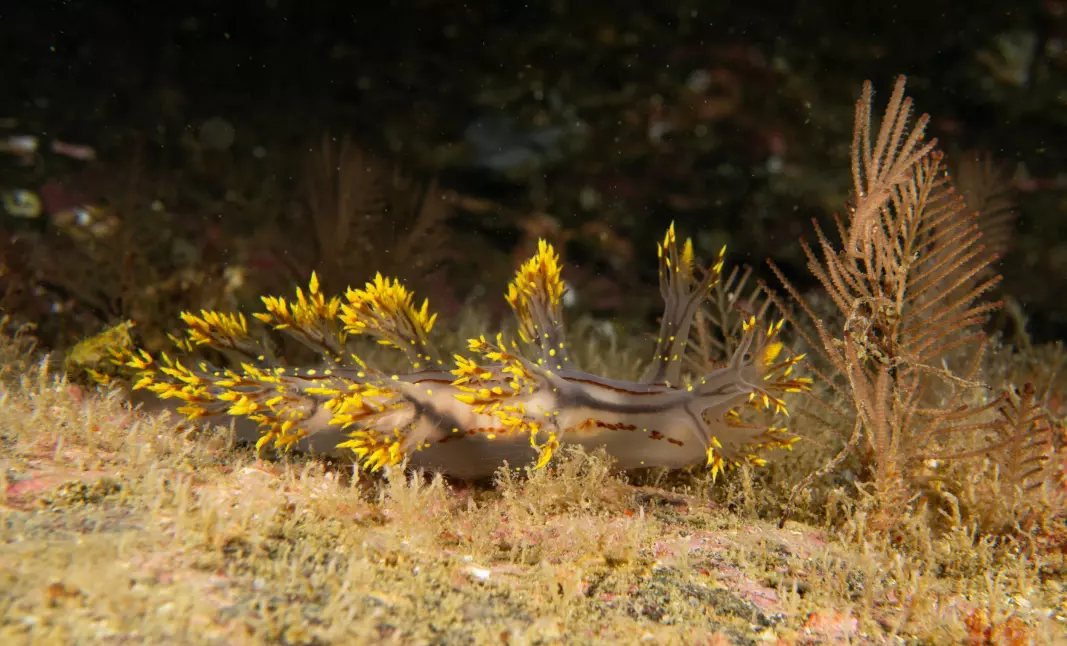 A new nudibranch species has been named Dendronotus yrjargul. Yrjar reflects the old name of Ørland and gul refers to the sea slug’s yellow or golden markings.