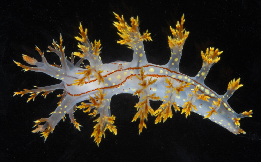 Dendronotus yrjargul’s white, almost transparent, body with clearly marked yellow markings distinguish it from other species. It also has two sharp brown lines along its back and brown stripes along the edges of its feet. Dendronotus yrjargul’s white, almost transparent, body with clearly marked yellow markings distinguish it from other species. It also has two sharp brown lines along its back and brown stripes along the edges of its feet.