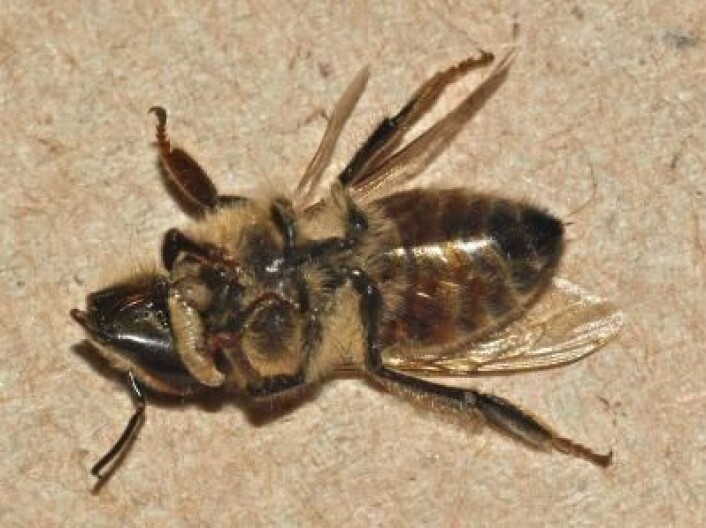 Død zombiefisert bie med en fluelarve tytende ut fra halsgropa. (Foto: John Hafernik) Død zombiefisert bie med en fluelarve tytende ut fra halsgropa. (Foto: John Hafernik)