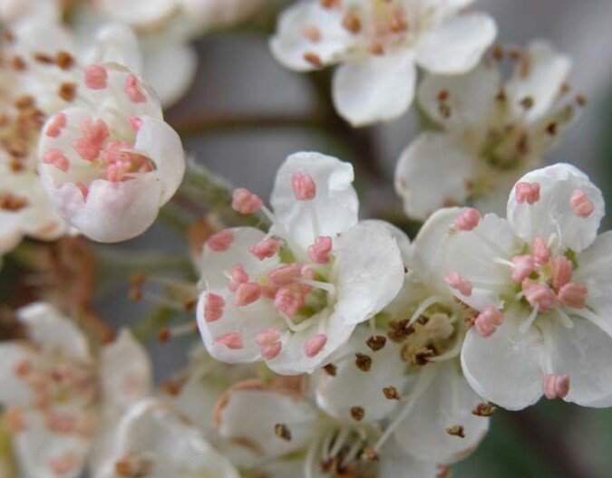 Dei kvite blomane til sogneasal har store, rosa pollenknappar, slik vi ser her på bildet av ein sogneasal i "fangenskap" ved arboretet på Milde. Når vi ser kor fine desse blomane er, skjøner vi kvifor asal-entusiast Per Harald Salvesen ved arboretet ivrar for at vi skal ta nette små tre som sogneasal i bruk som hageplanter! Foto: Per H. Salvesen. Dei kvite blomane til sogneasal har store, rosa pollenknappar, slik vi ser her på bildet av ein sogneasal i "fangenskap" ved arboretet på Milde. Når vi ser kor fine desse blomane er, skjøner vi kvifor asal-entusiast Per Harald Salvesen ved arboretet ivrar for at vi skal ta nette små tre som sogneasal i bruk som hageplanter! Foto: Per H. Salvesen.