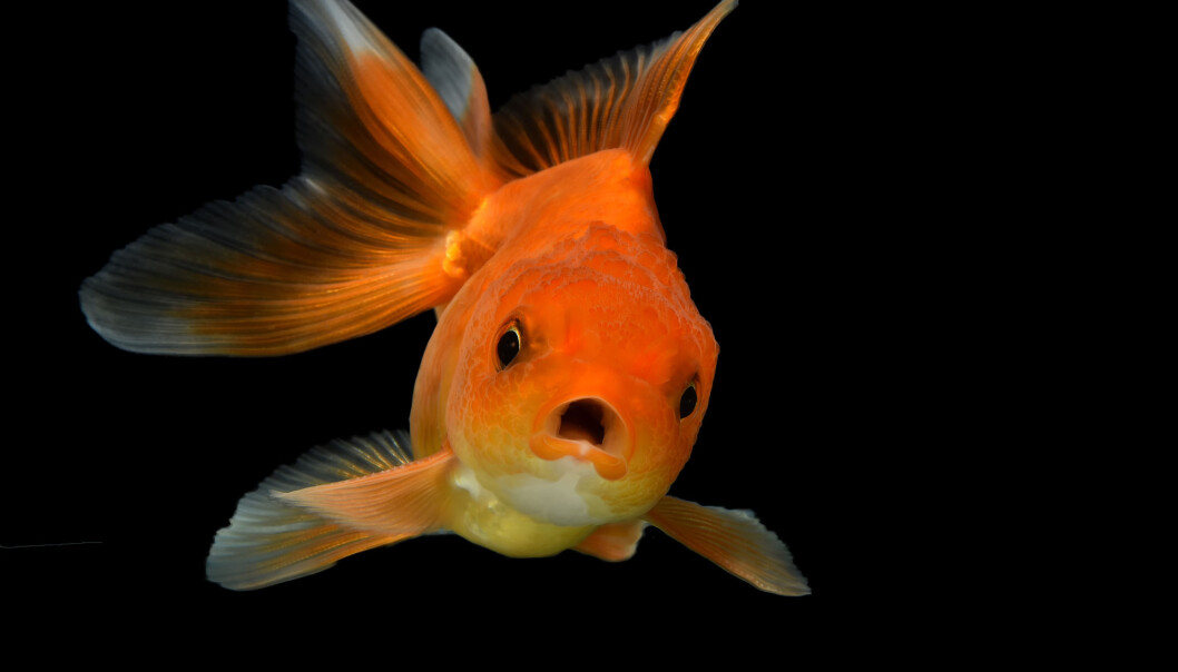 Trodde du at gullfisken ikke husker noen ting? Det er feil, mener forskere. Trodde du at gullfisken ikke husker noen ting? Det er feil, mener forskere.