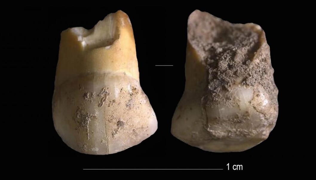Denne lille melketannen tilhørte et neandertaler-barn for titusenvis av år siden. Denne lille melketannen tilhørte et neandertaler-barn for titusenvis av år siden.