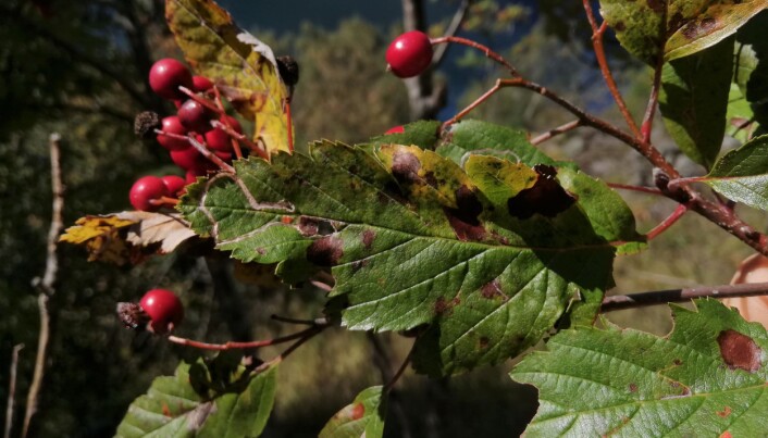 Sogneasal har karakteristiske, langsmale blad med flikar som ikkje går heilt inn til midtnerven, og store raude frukter på raude stenglar. Foto: Espen S. Værland. Sogneasal har karakteristiske, langsmale blad med flikar som ikkje går heilt inn til midtnerven, og store raude frukter på raude stenglar. Foto: Espen S. Værland.
