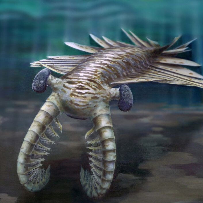 En rekonstruksjon av det skrekkelige superrovdyret Anomalocaris. En rekonstruksjon av det skrekkelige superrovdyret Anomalocaris.