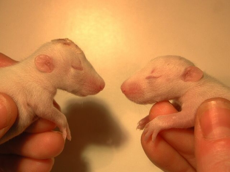 Disse nyfødte forsøksrottene ble testet med en behandling som skal hjelpe mot skader ved oksygenmangel ved fødsel. De ble også undersøkt igjen som voksne. (Foto: Marianne Thoresen)