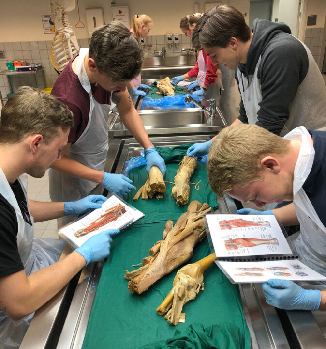 The body is more different than you think. The physiotherapy students look for nerves, bones and tendons, but not everything is as symmetrical as on the chart. The body is more different than you think. The physiotherapy students look for nerves, bones and tendons, but not everything is as symmetrical as on the chart.