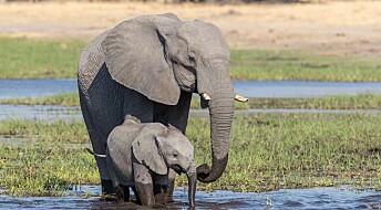 Gåten løst: Blågrønnbakterier stod bak elefantdød, sier botswanske myndigheter