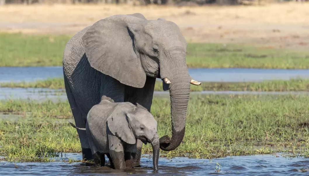 Flere elefanter i Okavango-deltaet døde av en ukjent årsak tidligere i år.