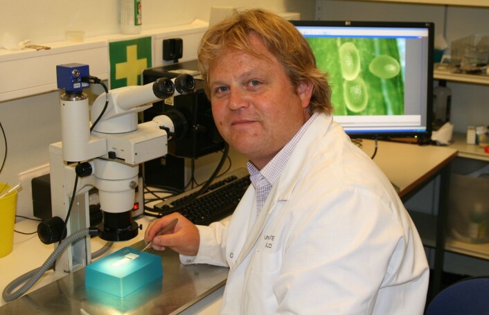 Forsker Paul Grini tar ut frøene fra belgen til vårskrinneblom. Frøene kan ses på skjermen i bakgrunnen. (Foto: Norunn K. Torheim) Forsker Paul Grini tar ut frøene fra belgen til vårskrinneblom. Frøene kan ses på skjermen i bakgrunnen. (Foto: Norunn K. Torheim)