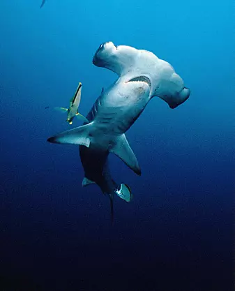 Visste du at hammerhaien er ingrediens i en svært populær rett i Kina: haifinnesuppe.