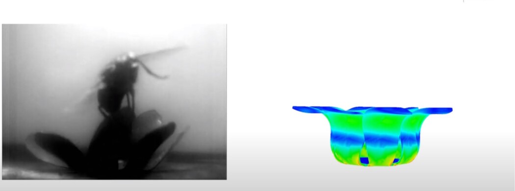 På venstre side av bildet ser du en blomsterlignende robot som prøver å fange en flue. På venstre side av bildet ser du en blomsterlignende robot som prøver å fange en flue.