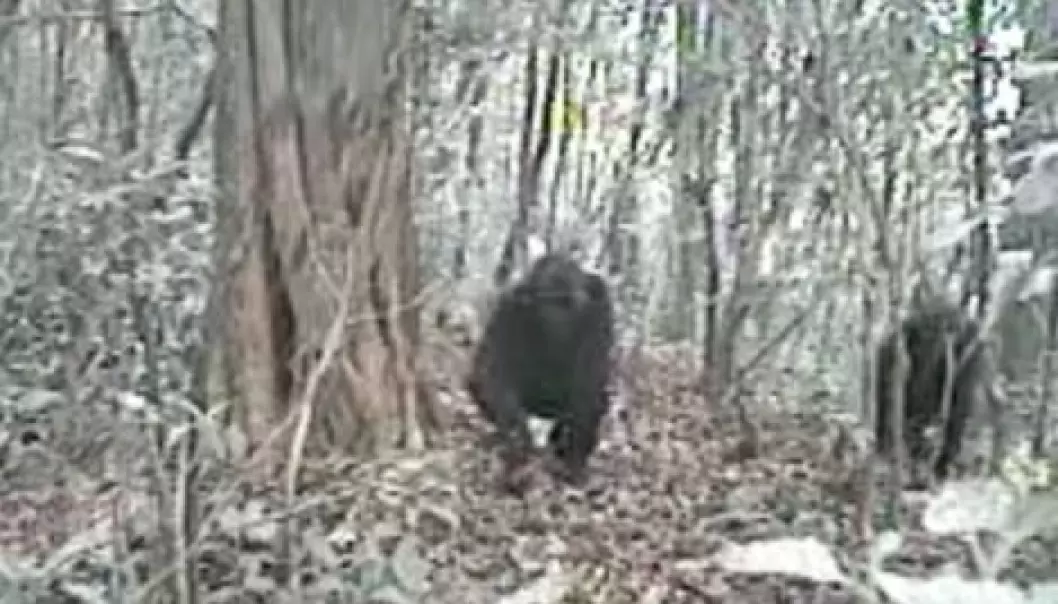 Verdens sjeldneste gorilla fanga på film